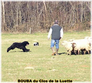 le bouvier des flandres et les moutons - Elevage du CLOS DE LA LUETTE - COPYRIGHT DEPOSE